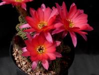 Thumbnail of 1717_Chamaecereus Hybride El Gigante_20140523_03(1).JPG